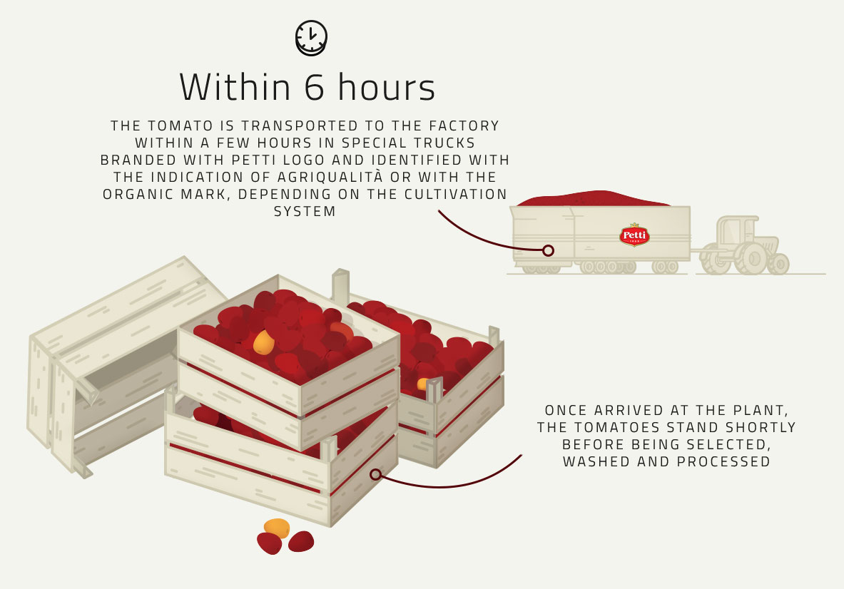Harvest and Transportation illustration- Tomato's Production Process