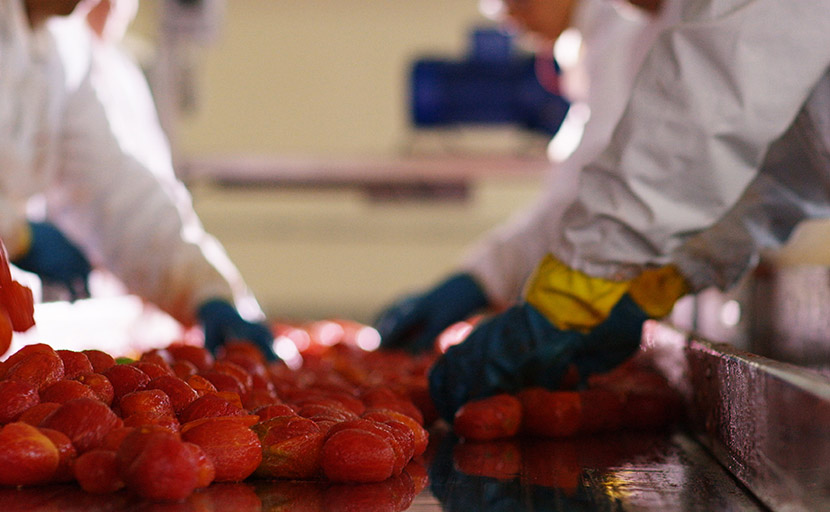 Detail of manual sorting of tomatoes after he was thoroughly scalded and skinned
