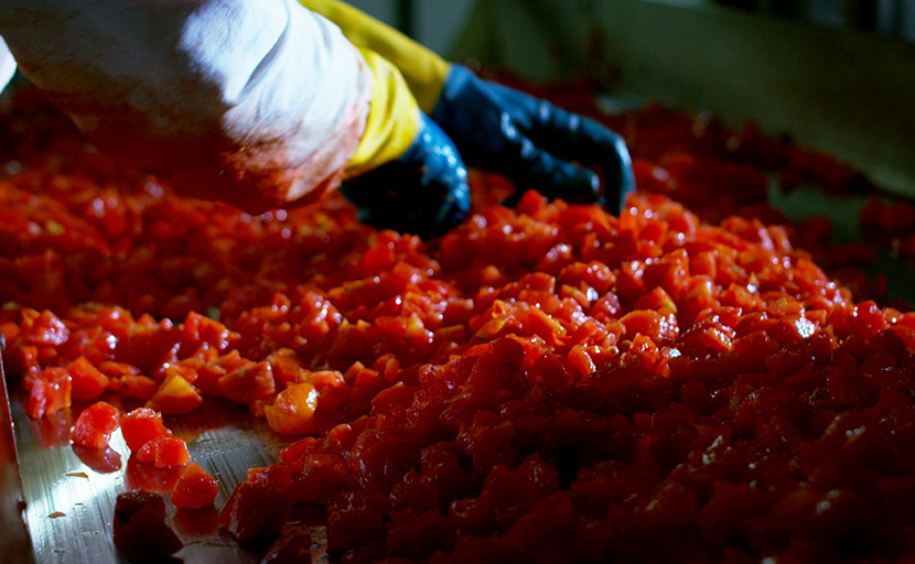 Detail of manual sorting floor of the tomatoes into cubes after it was processed by Dicer machine